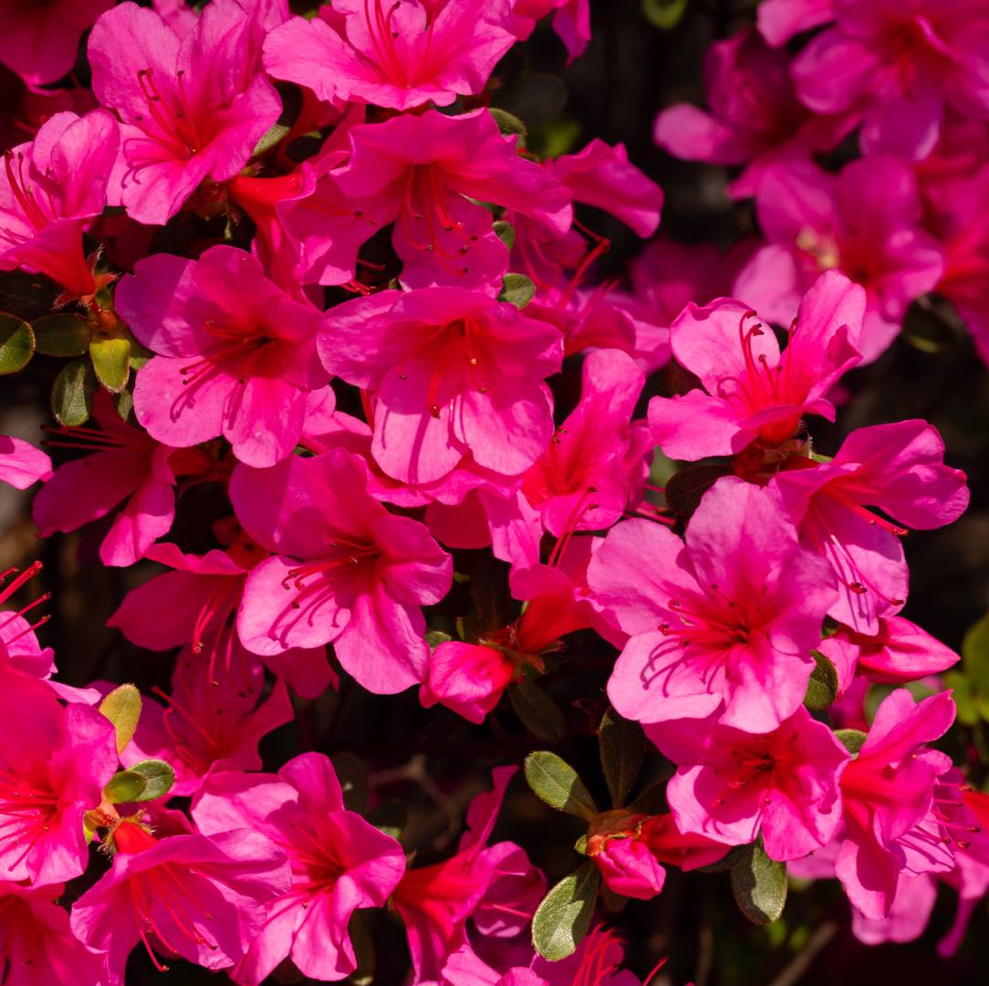 Japansk Azalea Conny