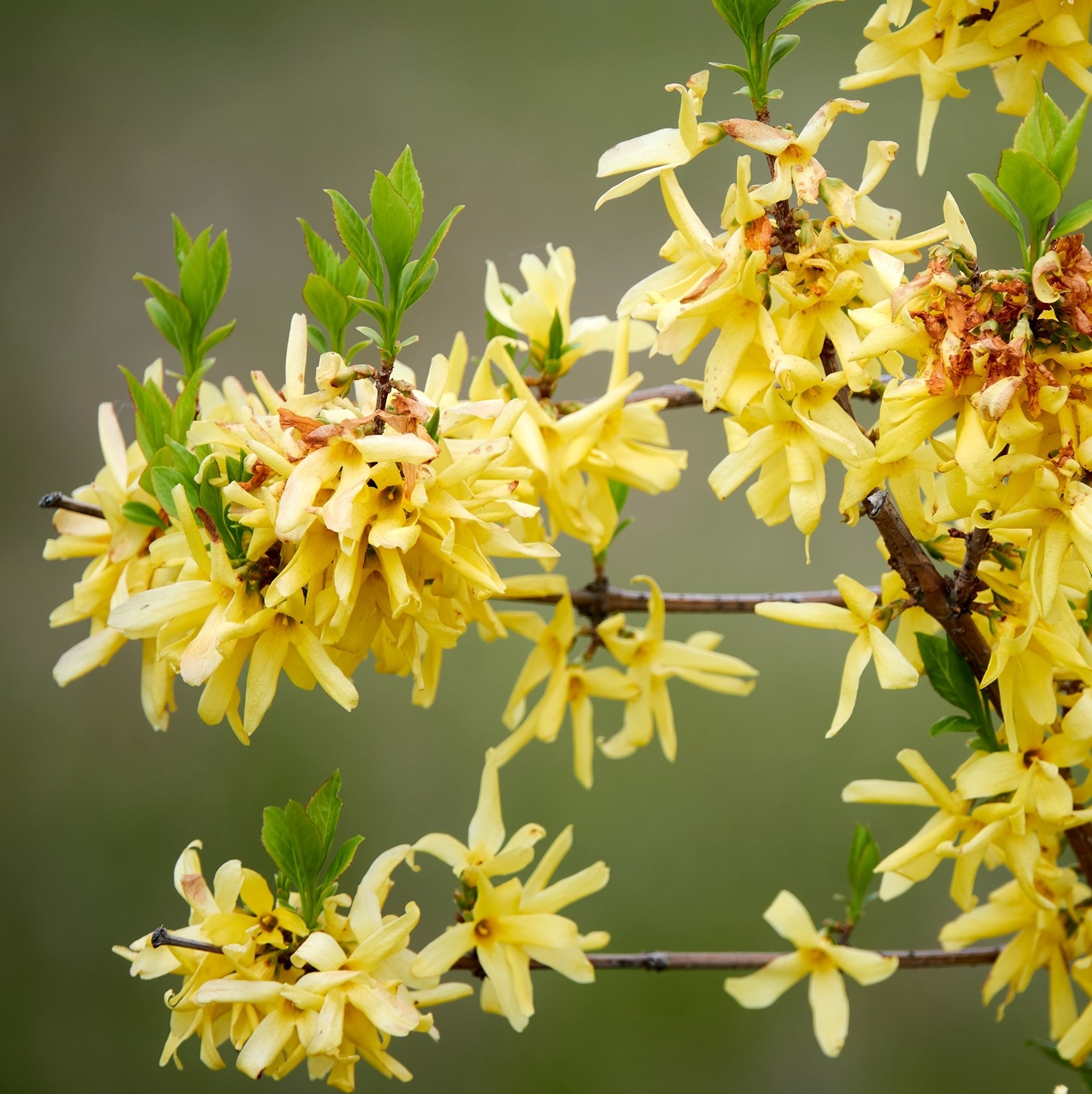 Hängforsythia 