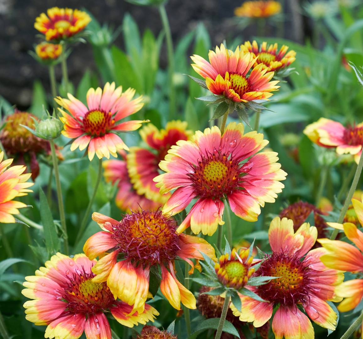 Sommarkokardblomster 