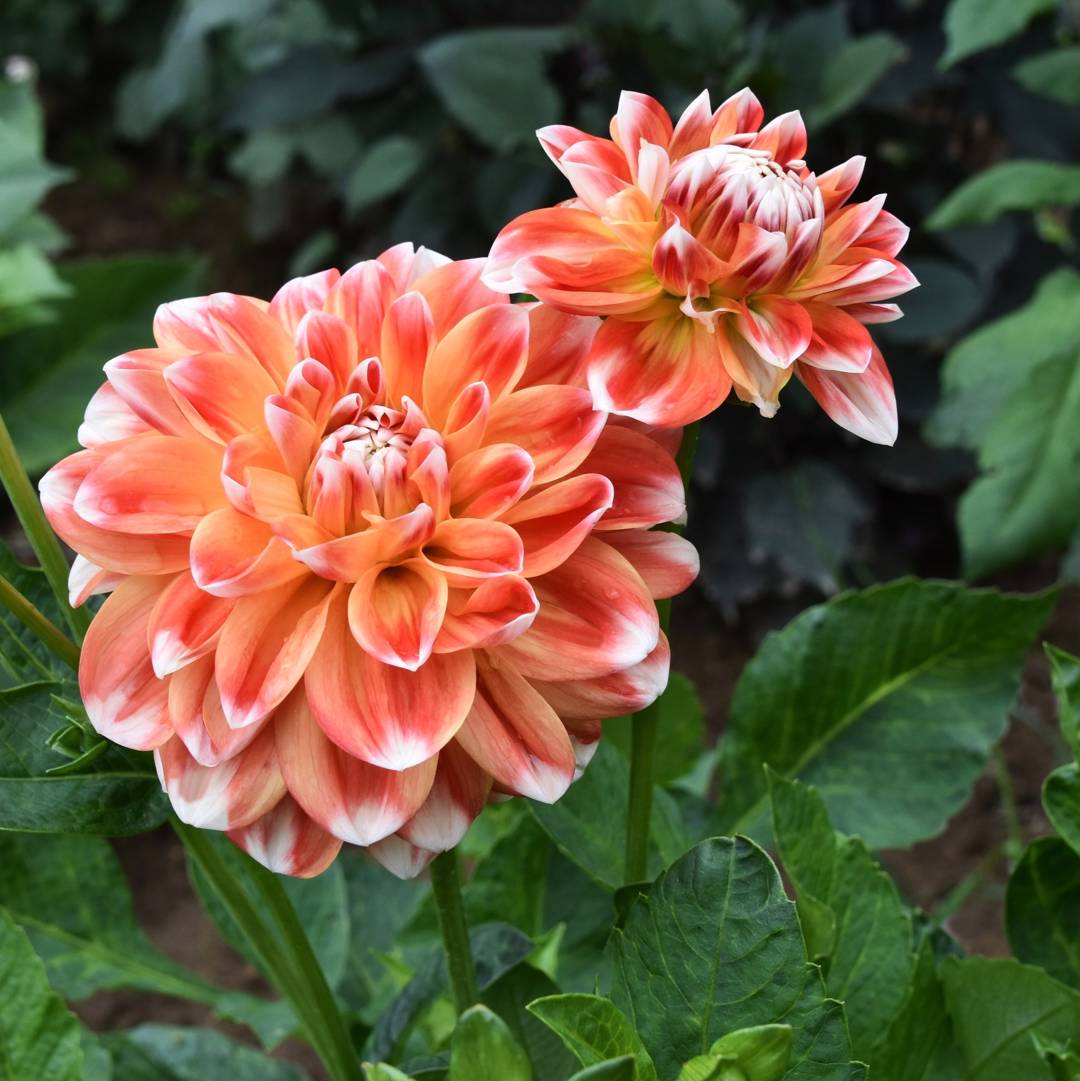 Dahlia Hapet Harmony