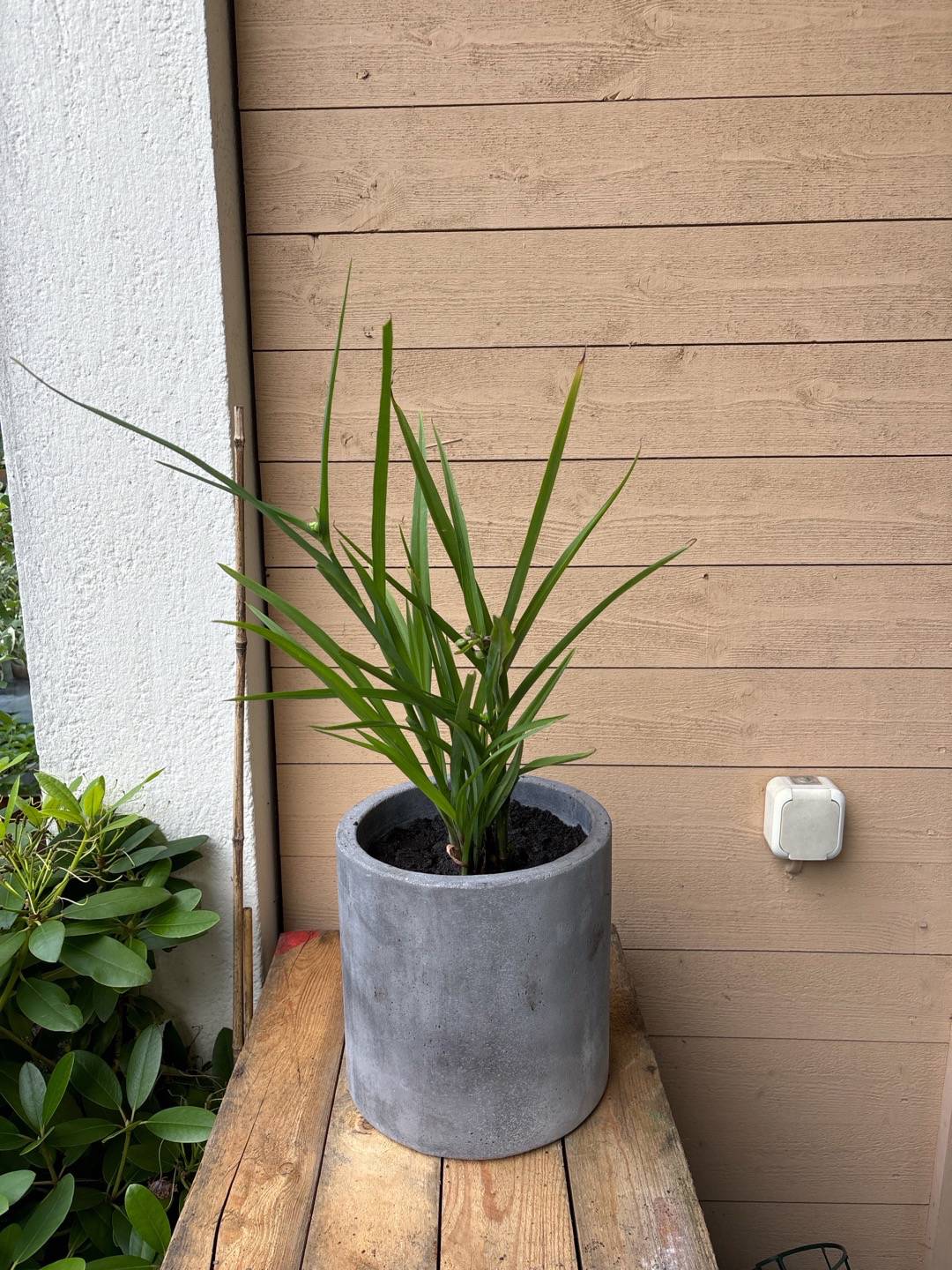 Sjöstadens blomsterträdgård