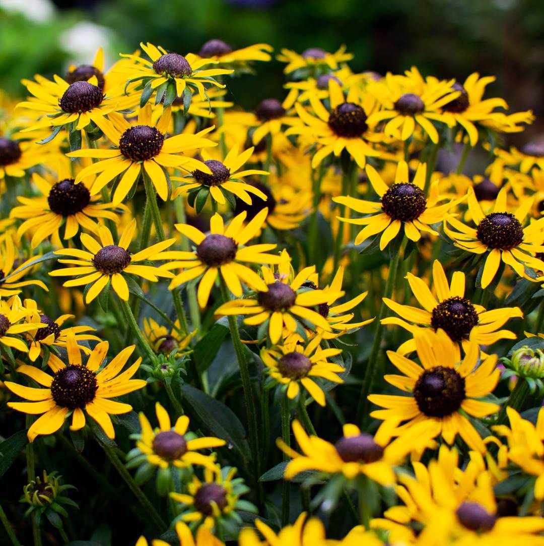 Strålrudbeckia Little Goldstar