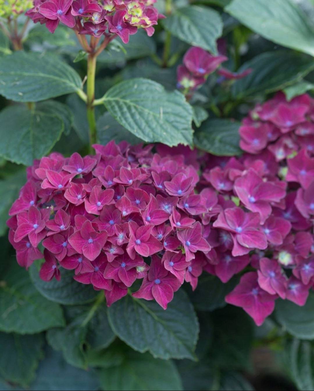 Trädgårdshortensia Deep Purple Dance