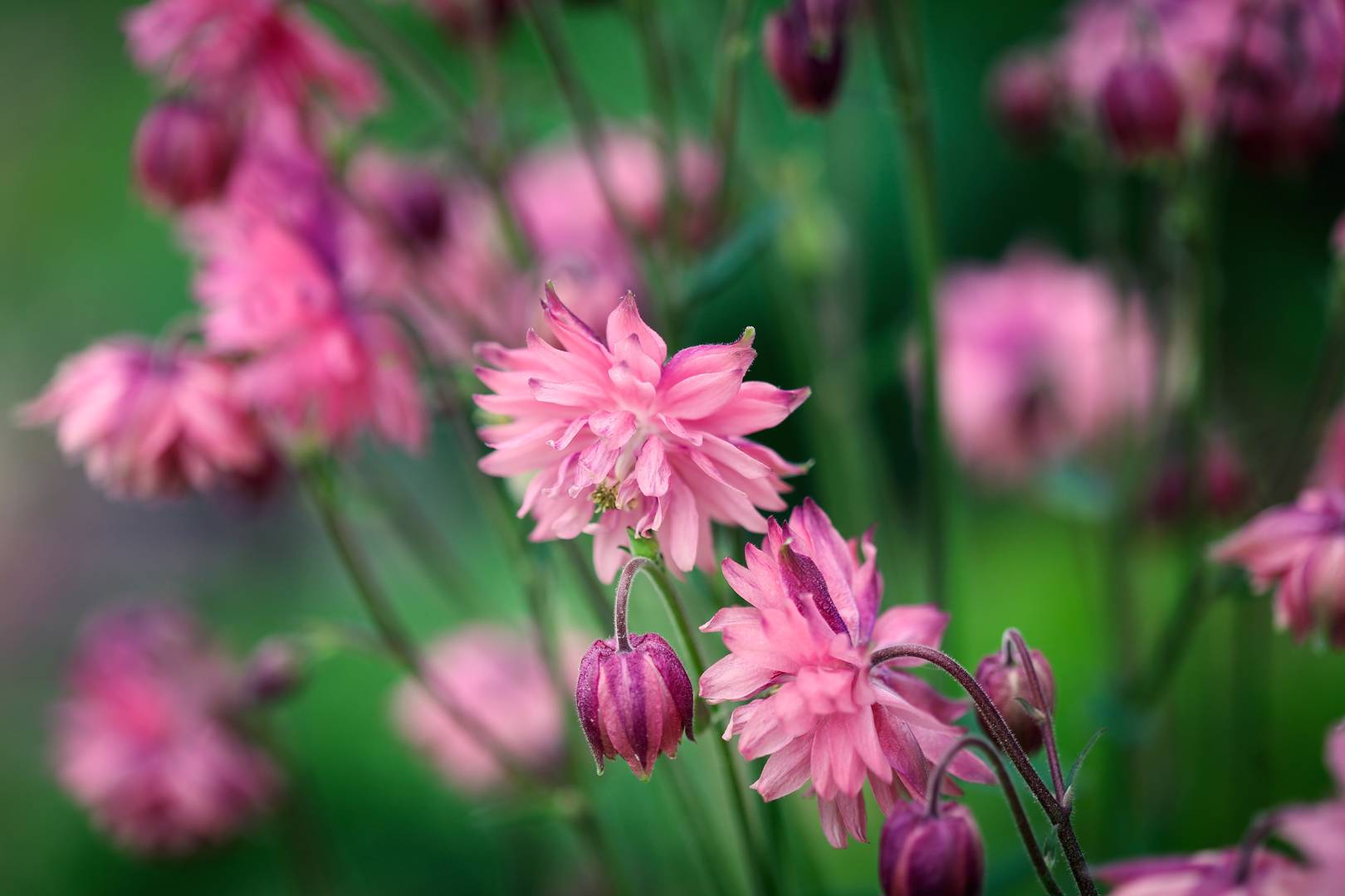 Oh!Garden Akleja Clementine Salmon Rose