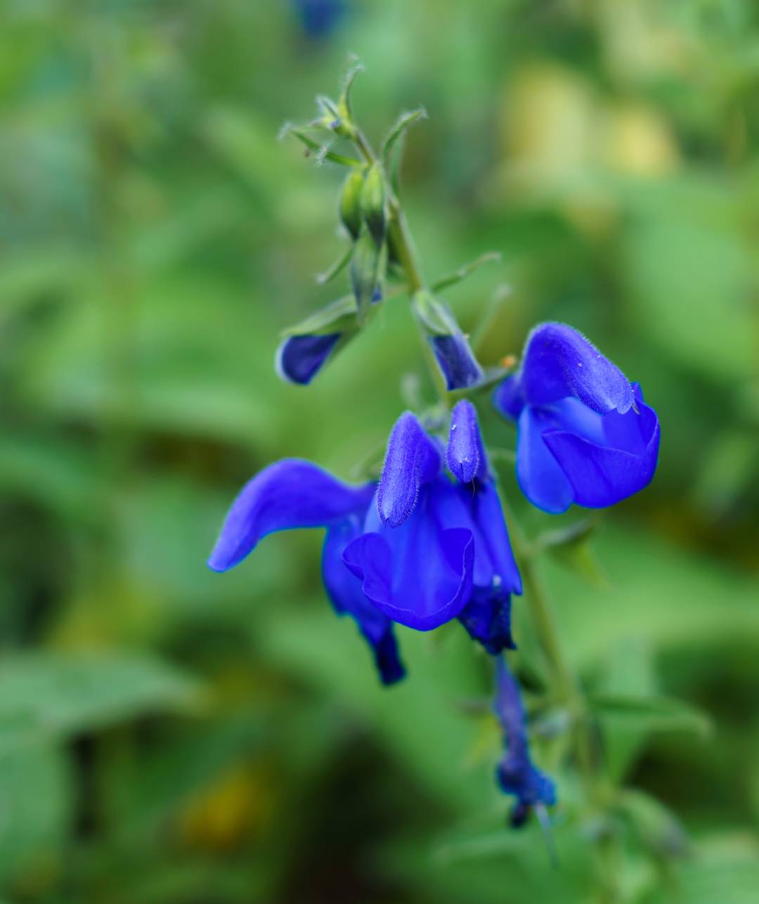 Blåsalvia 