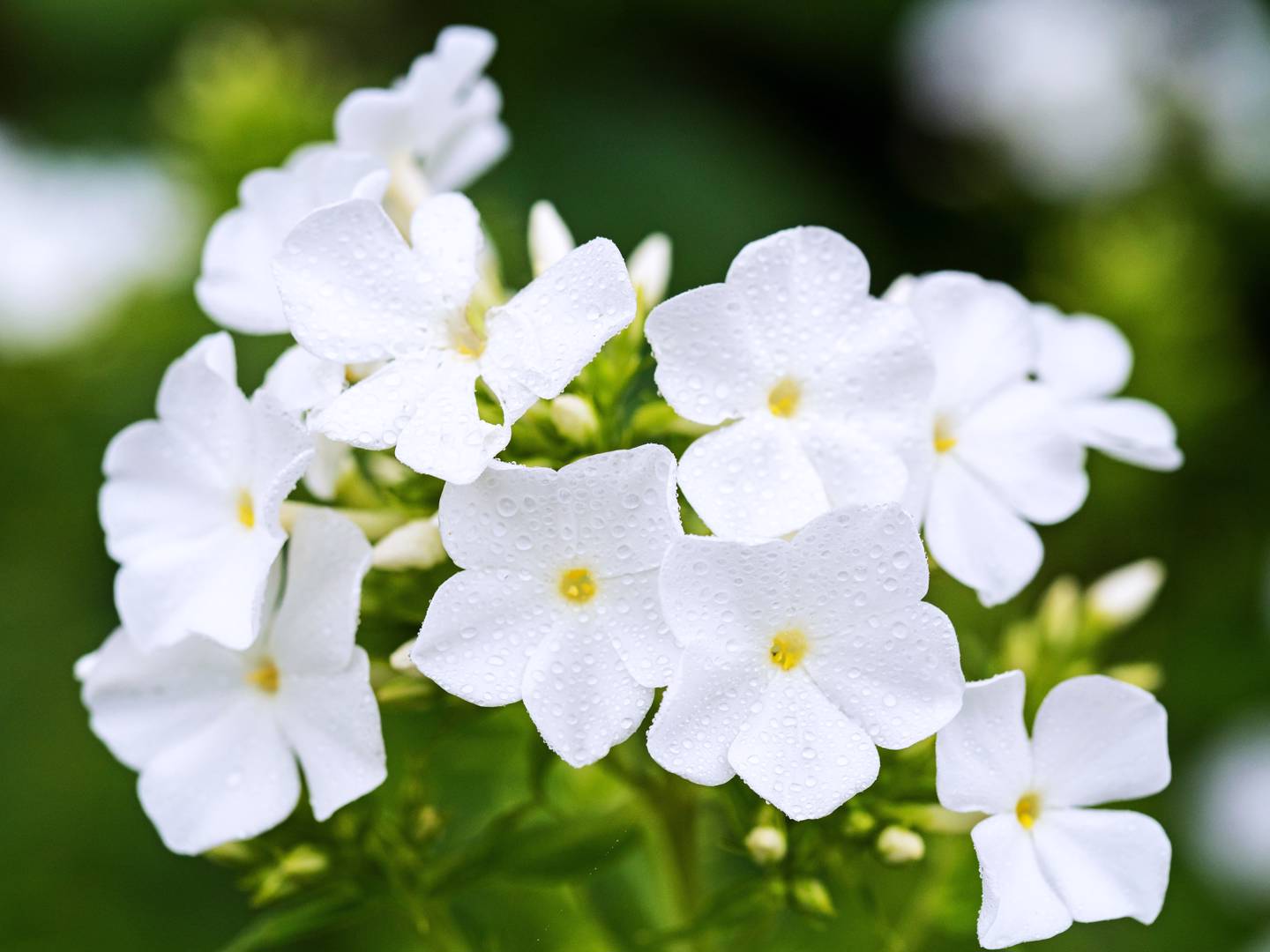 Höstflox White Flame