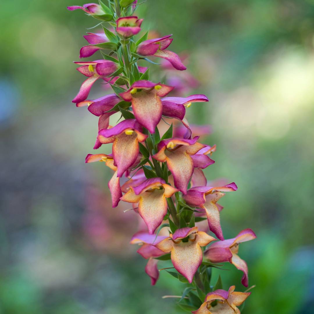 Digitalis Illumination Flame