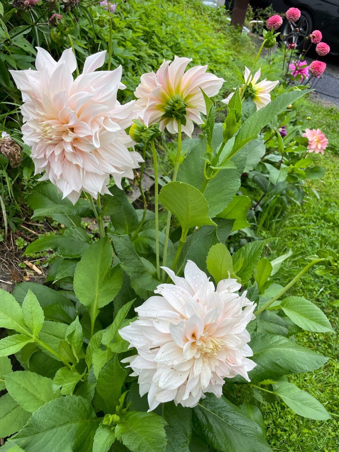Petra på Blomstervägen