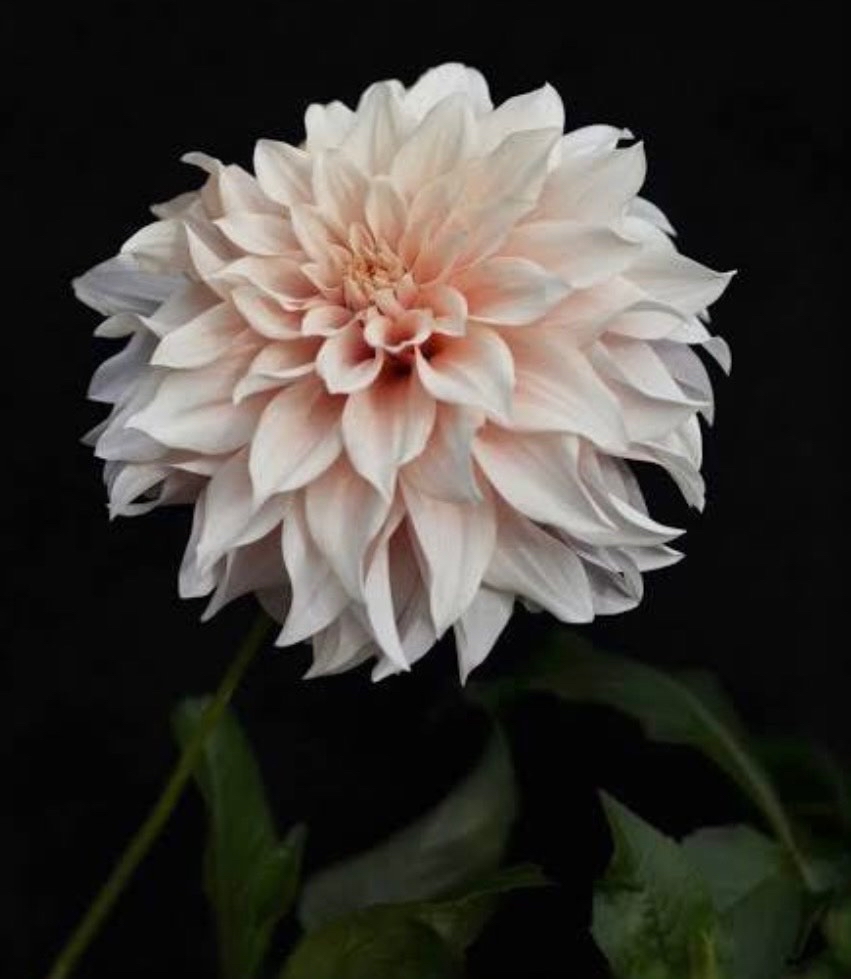 Giselleandpoppies