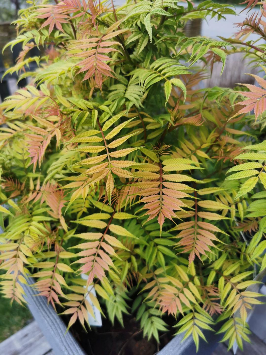 Rönnspirea Sem