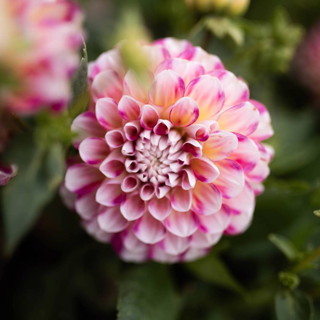 Dahlia Hawaii