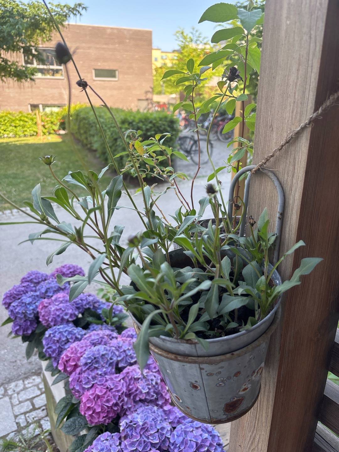 Sjöstadens blomsterträdgård