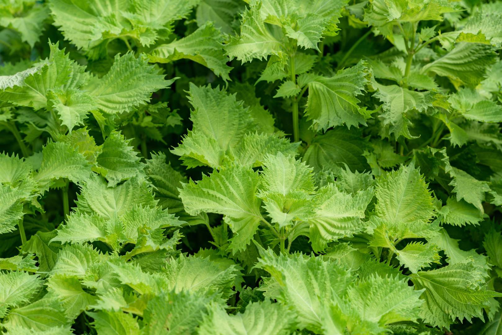 Bladmynta Green Shiso