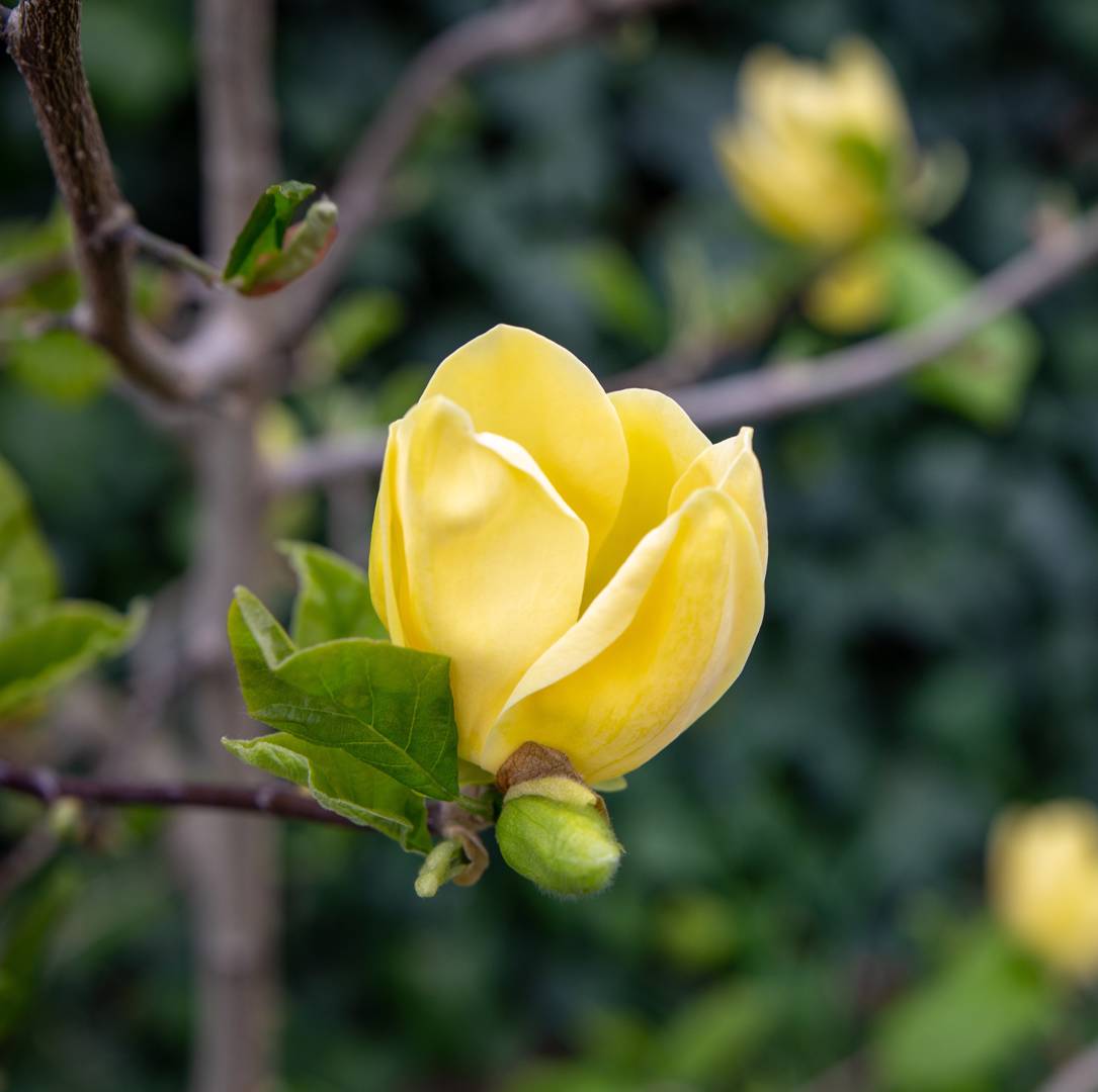 Brooklynmagnolia Yellow Bird