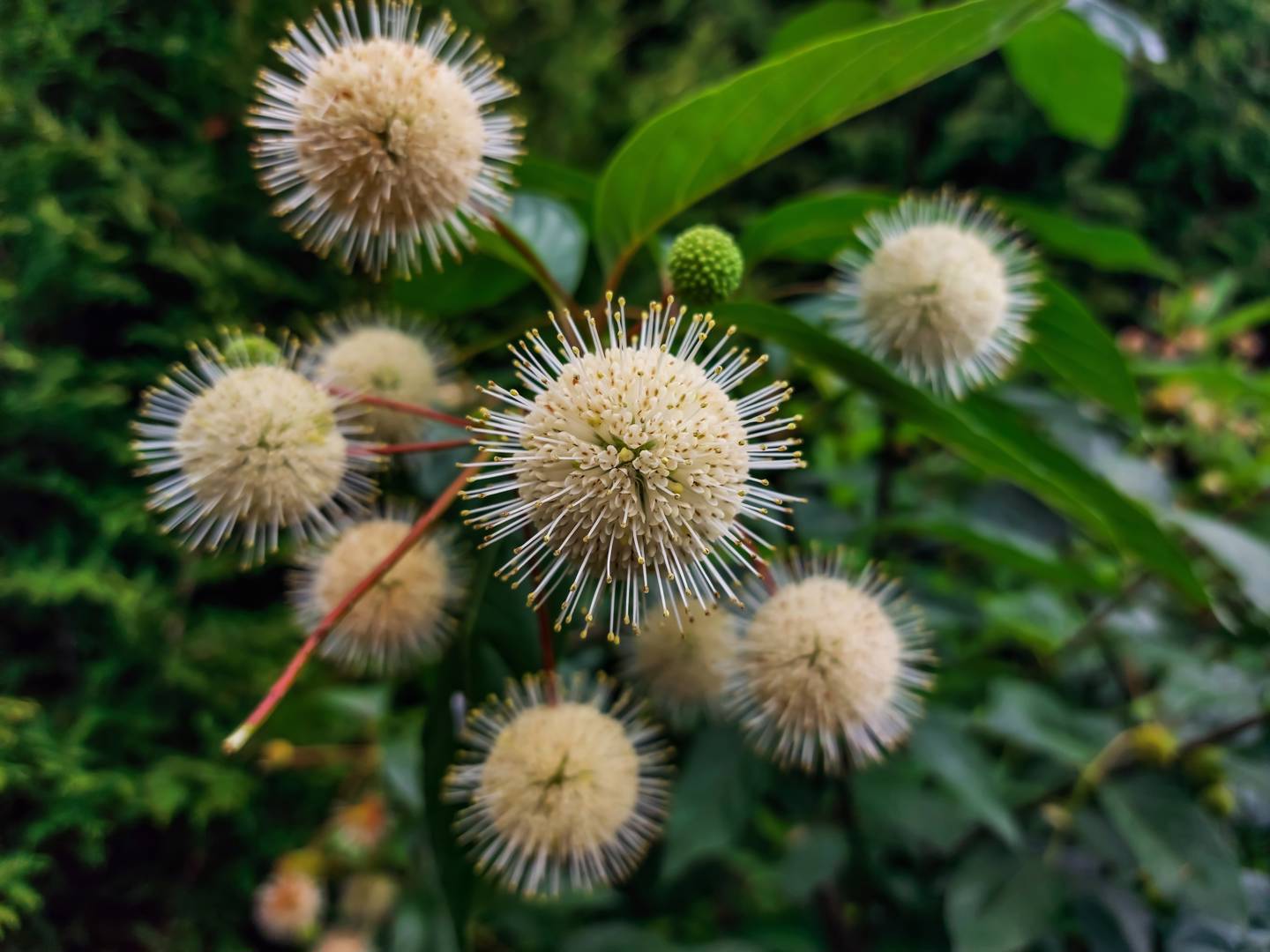 Bollbuske 