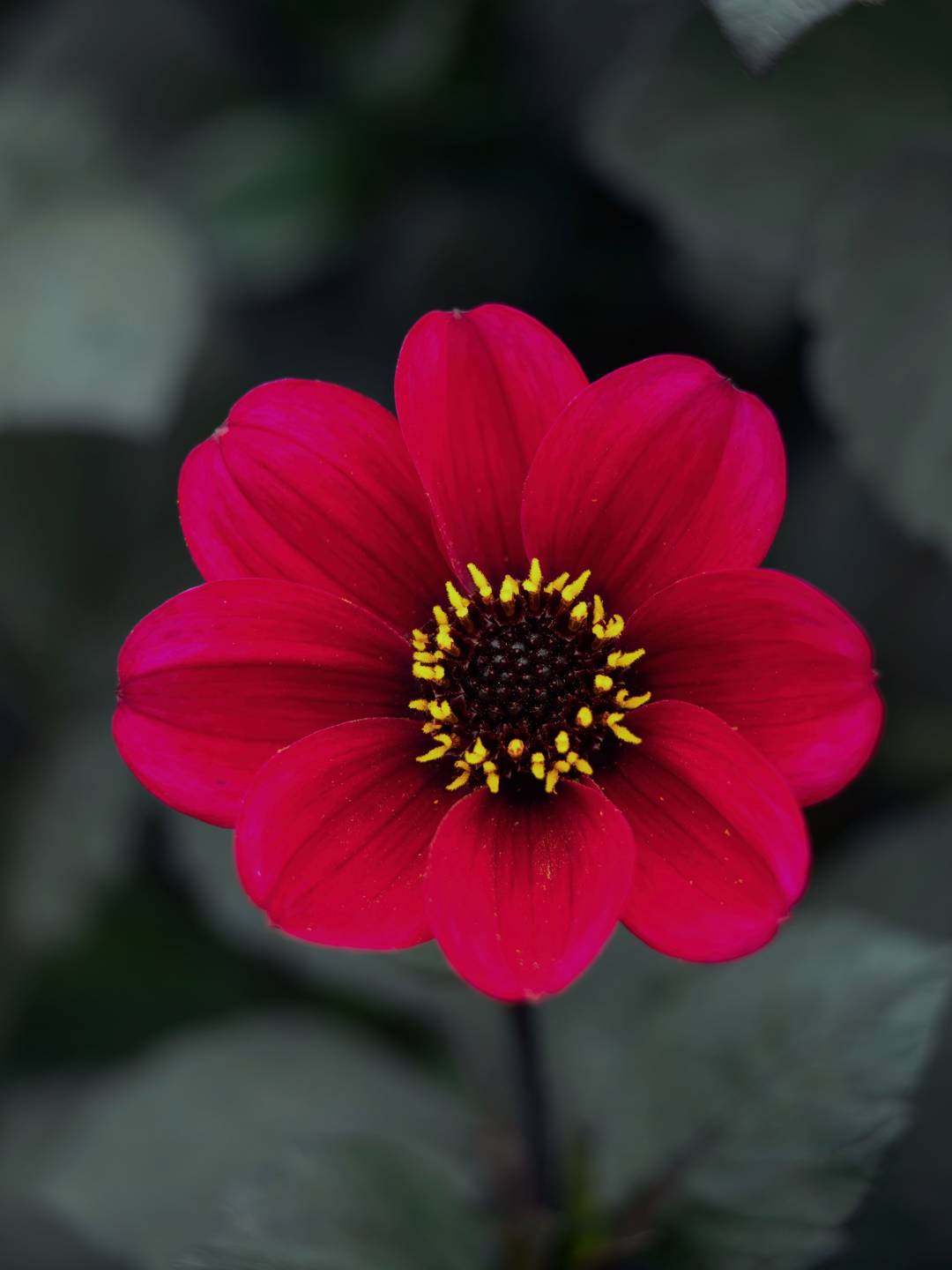 Dahlia Roxy