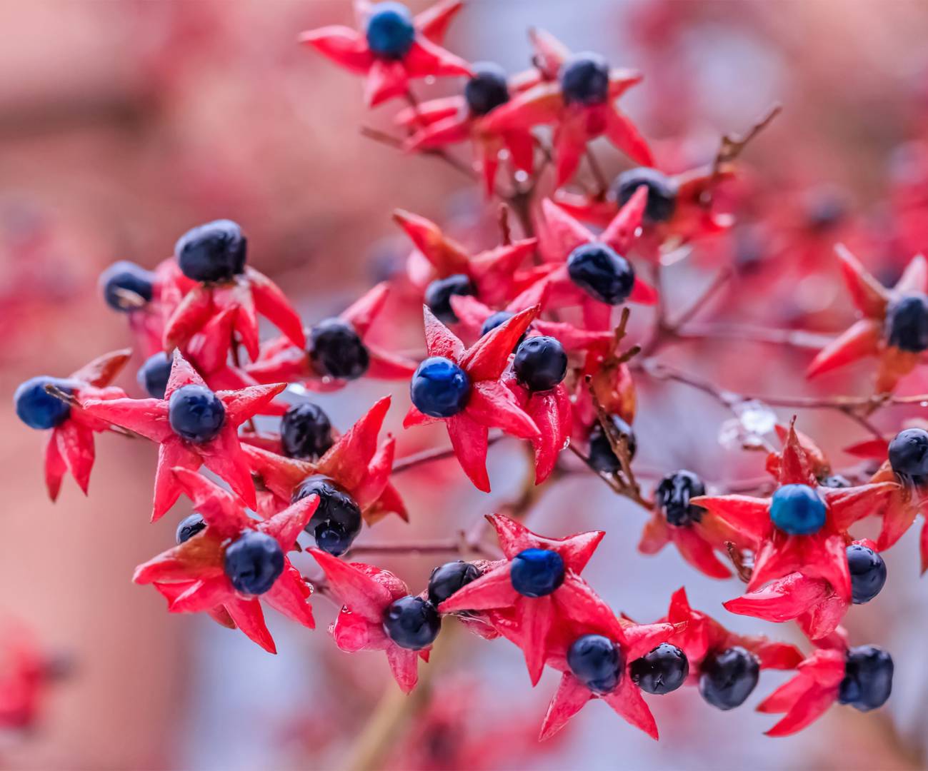 oh-garden-frilandsklerodendrum