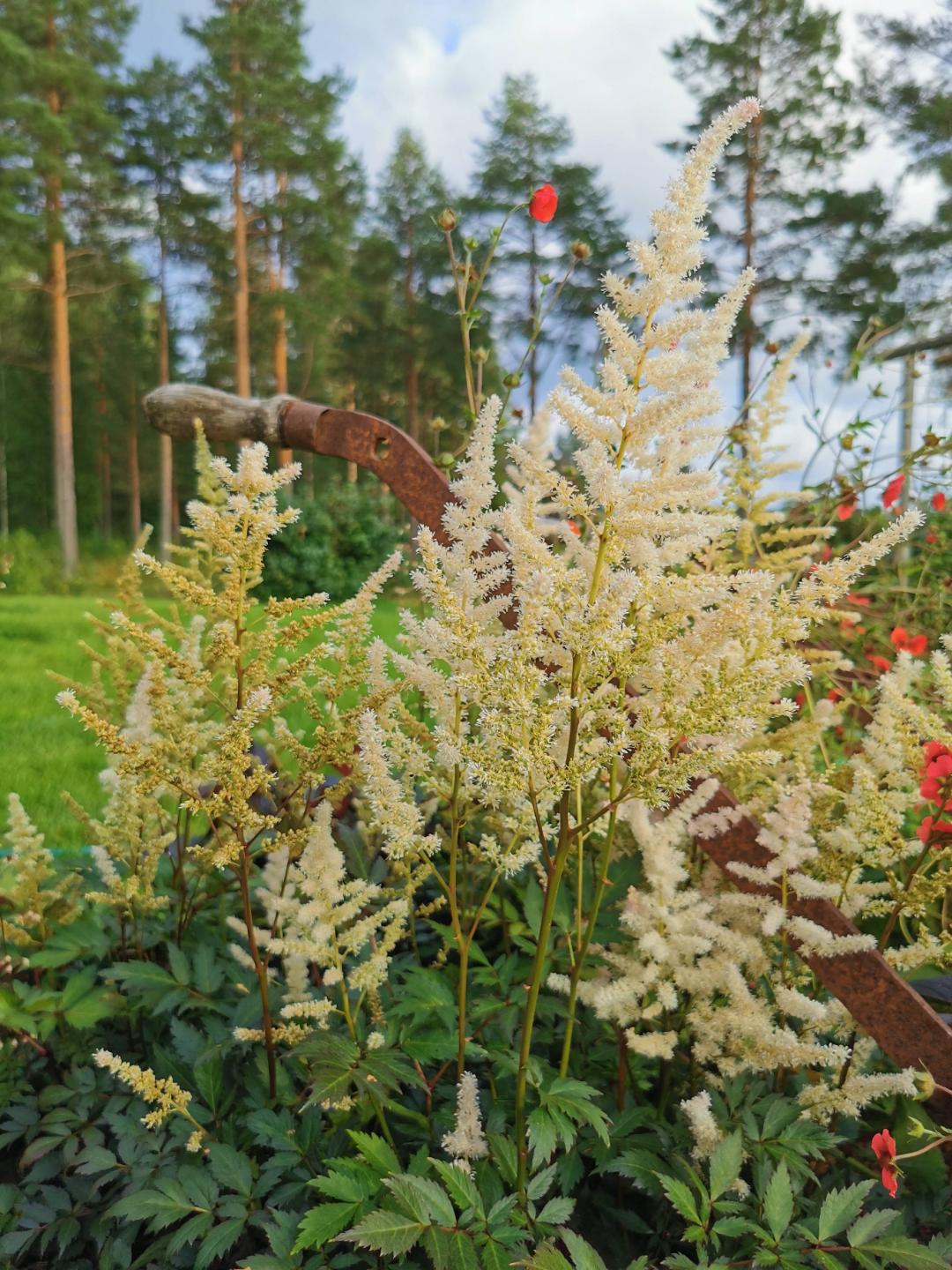 Astilbe Bumalda