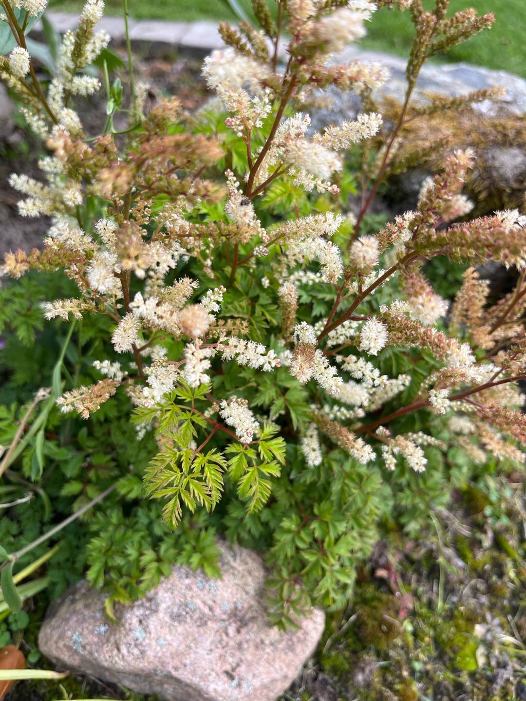 Astilbe Koblenz