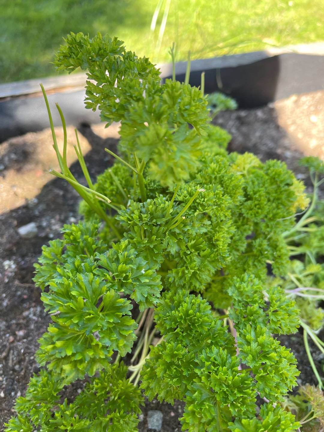 Hotell Hammarstrand Trädgård