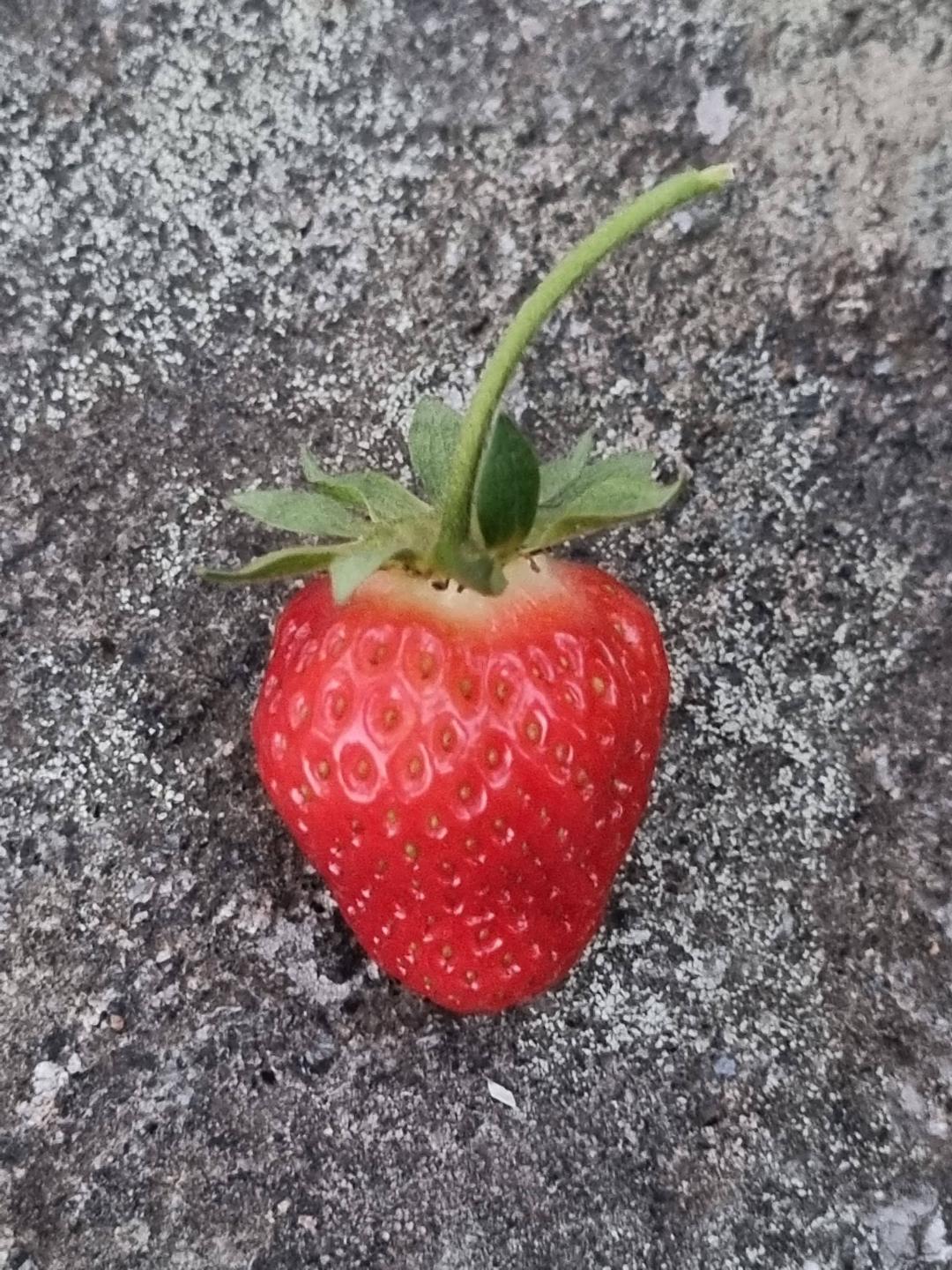 Lyckan i ett frö