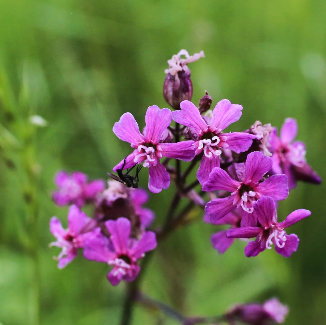 Tjärblomster 