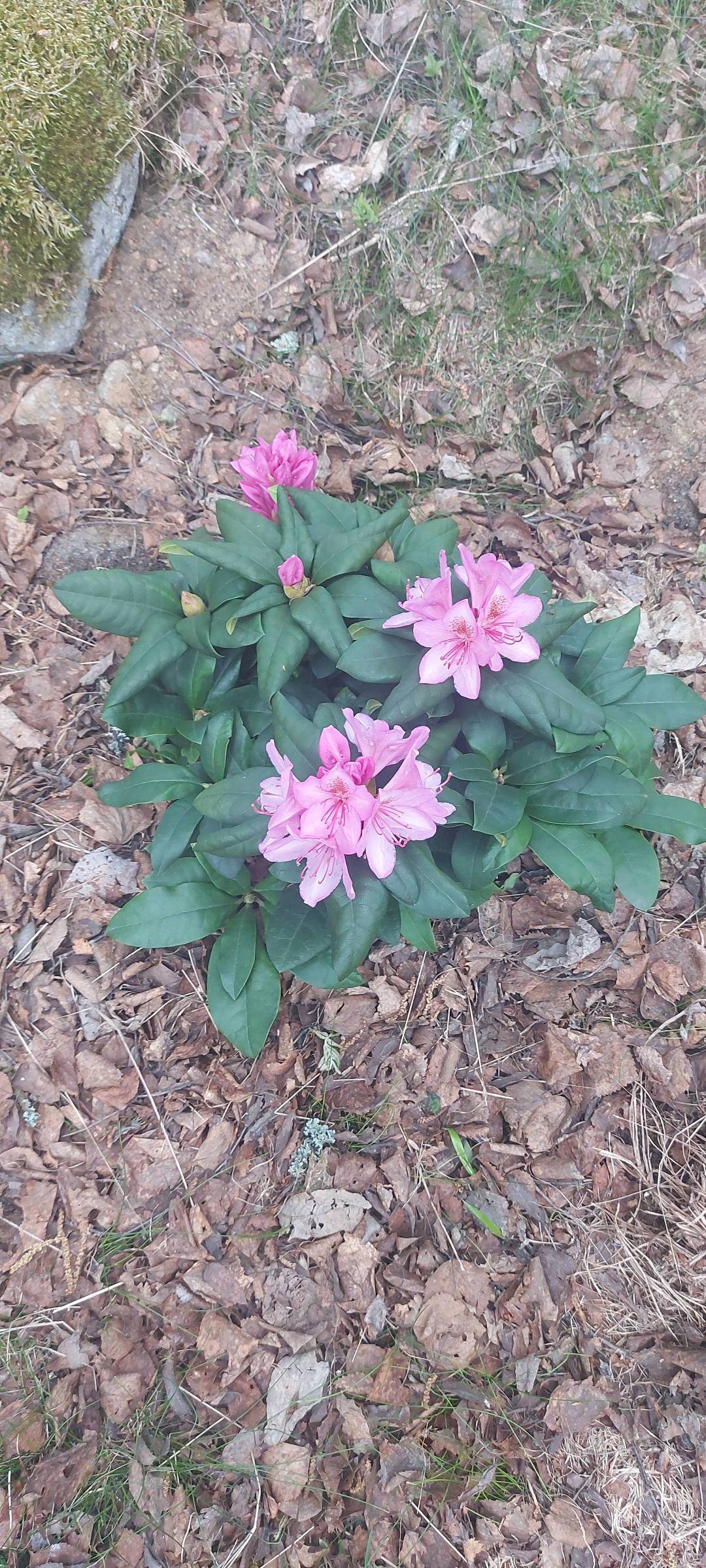 Rhododendron Delta