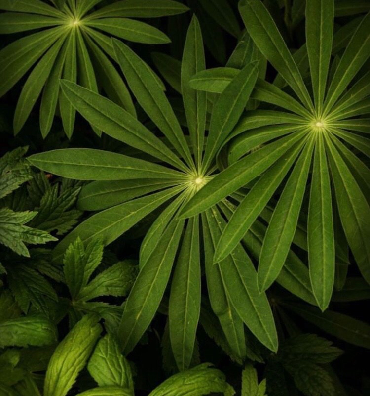 Där knoppar brister