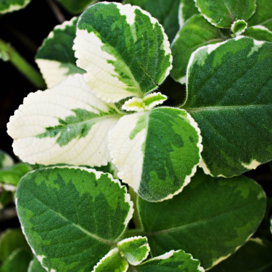 Söderhavsljus Marginatus