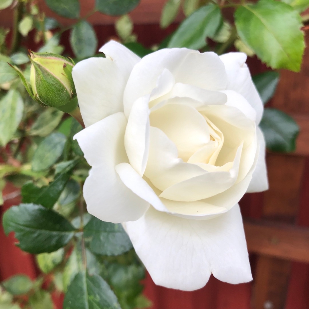 Ros White New Dawn