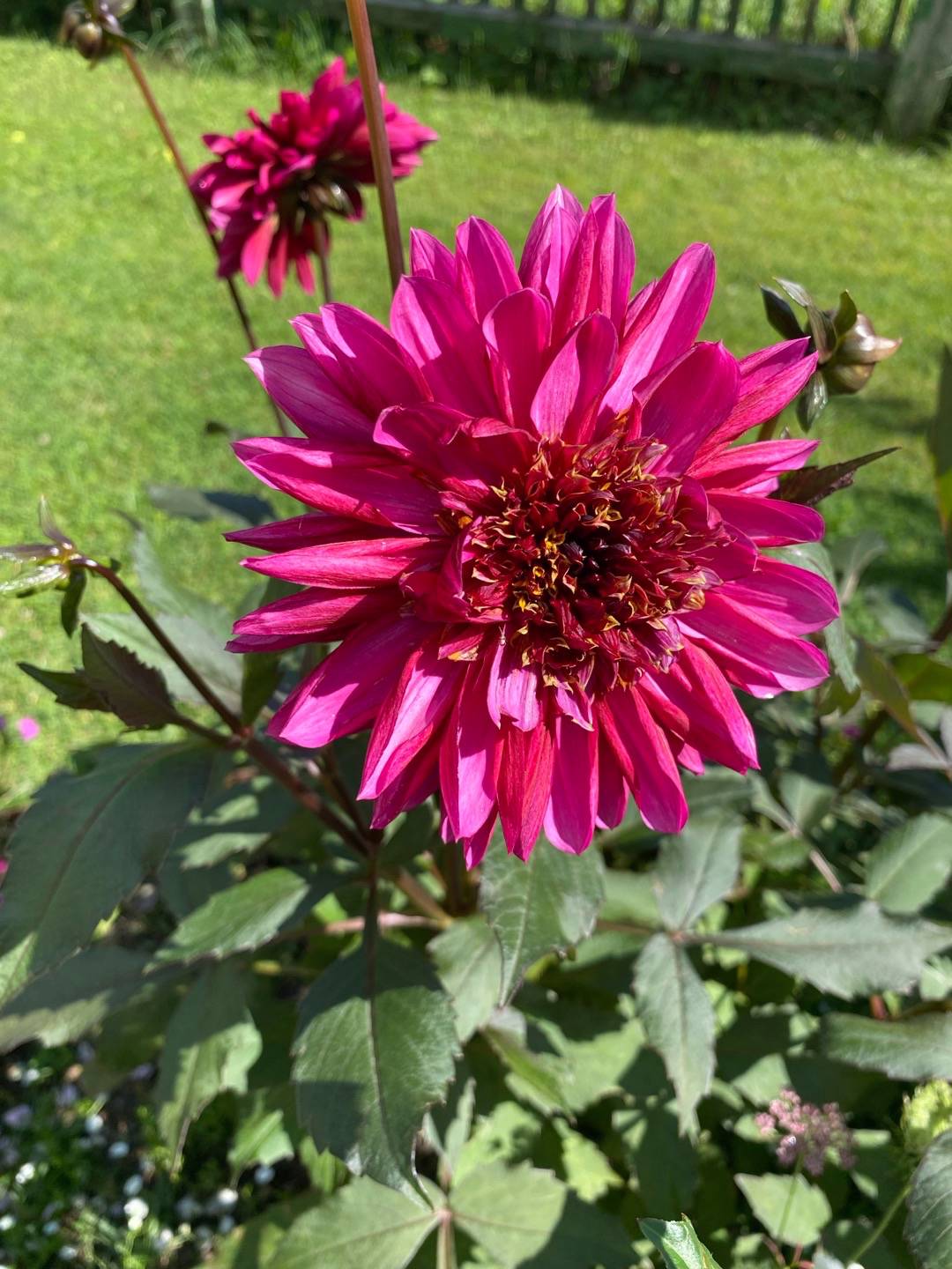 Petra på Blomstervägen