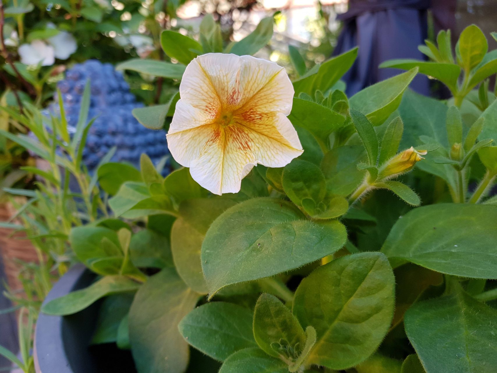 Petunia Ingrid