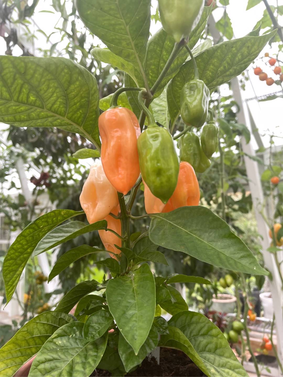 Havannapeppar Habanero Dulce