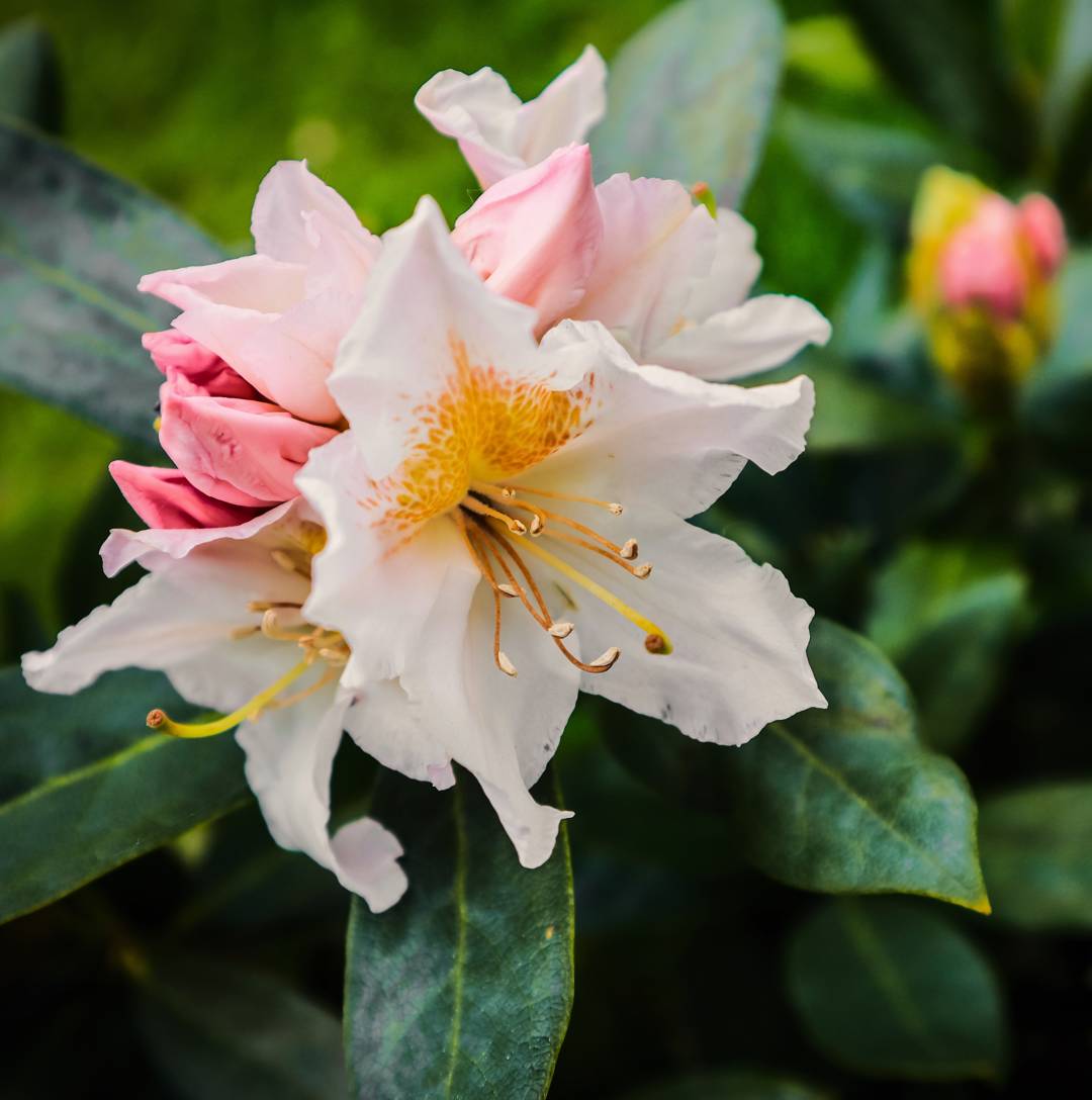 Rhododendron Cunningham's White