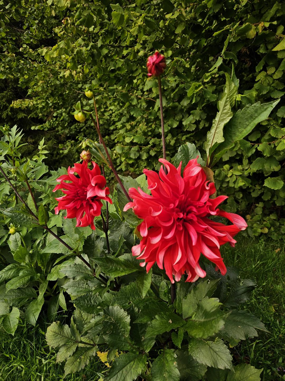 Dahlia Red Labyrinth