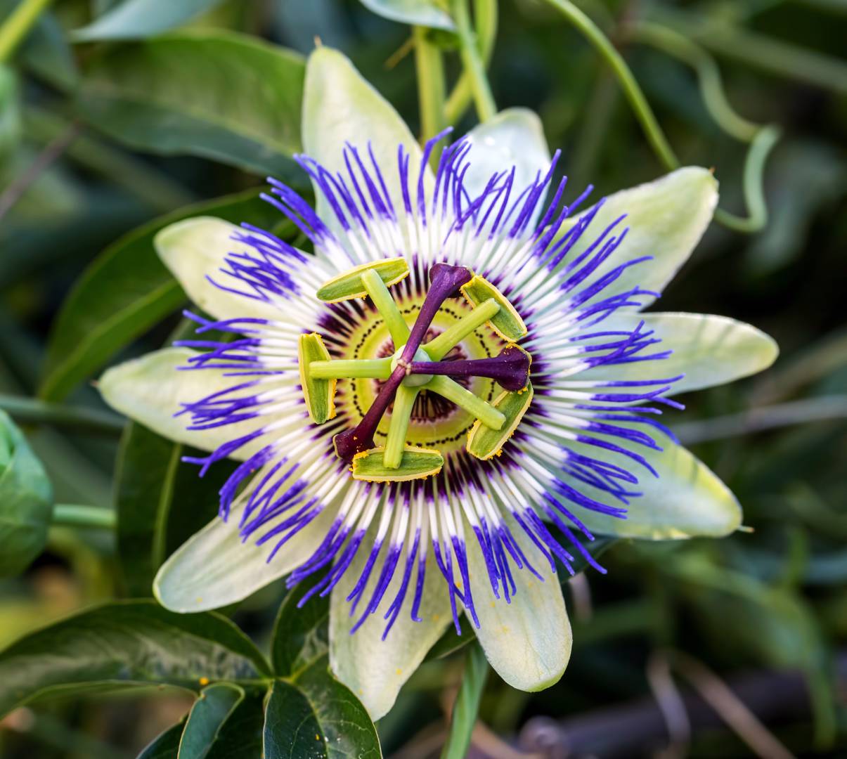 Blå Passionsblomma 