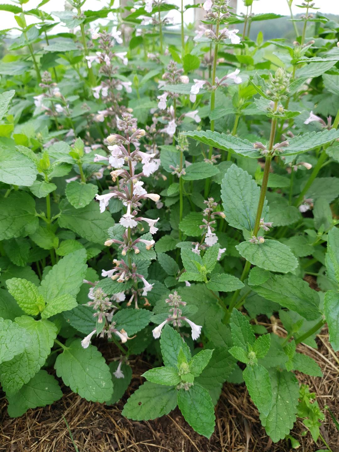 Blånepeta Dawn to Dusk