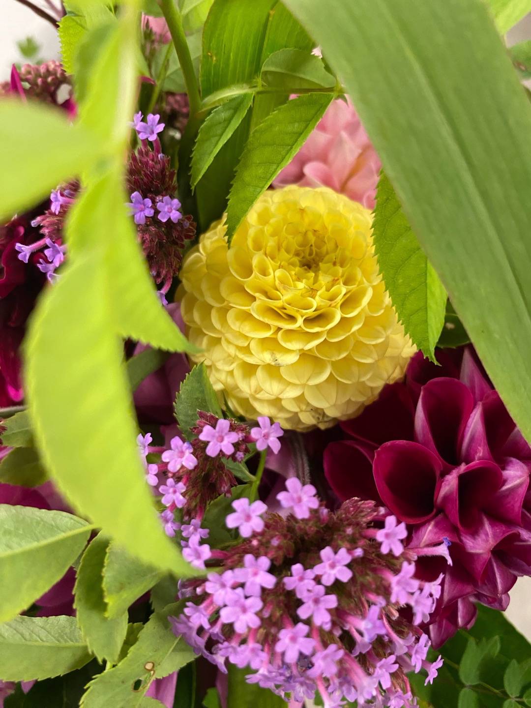 Petra på Blomstervägen