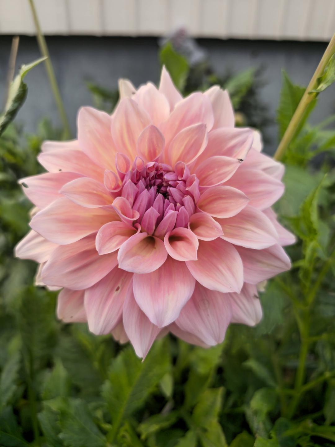Dahlia West Coast
