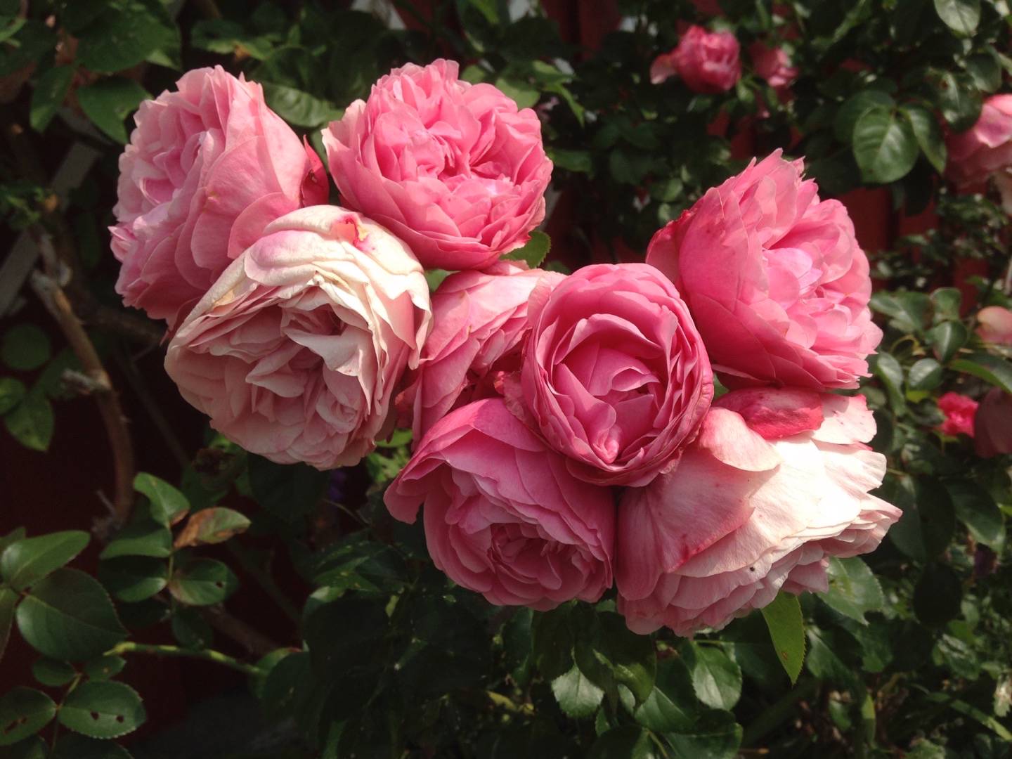 Ros Constance Spry