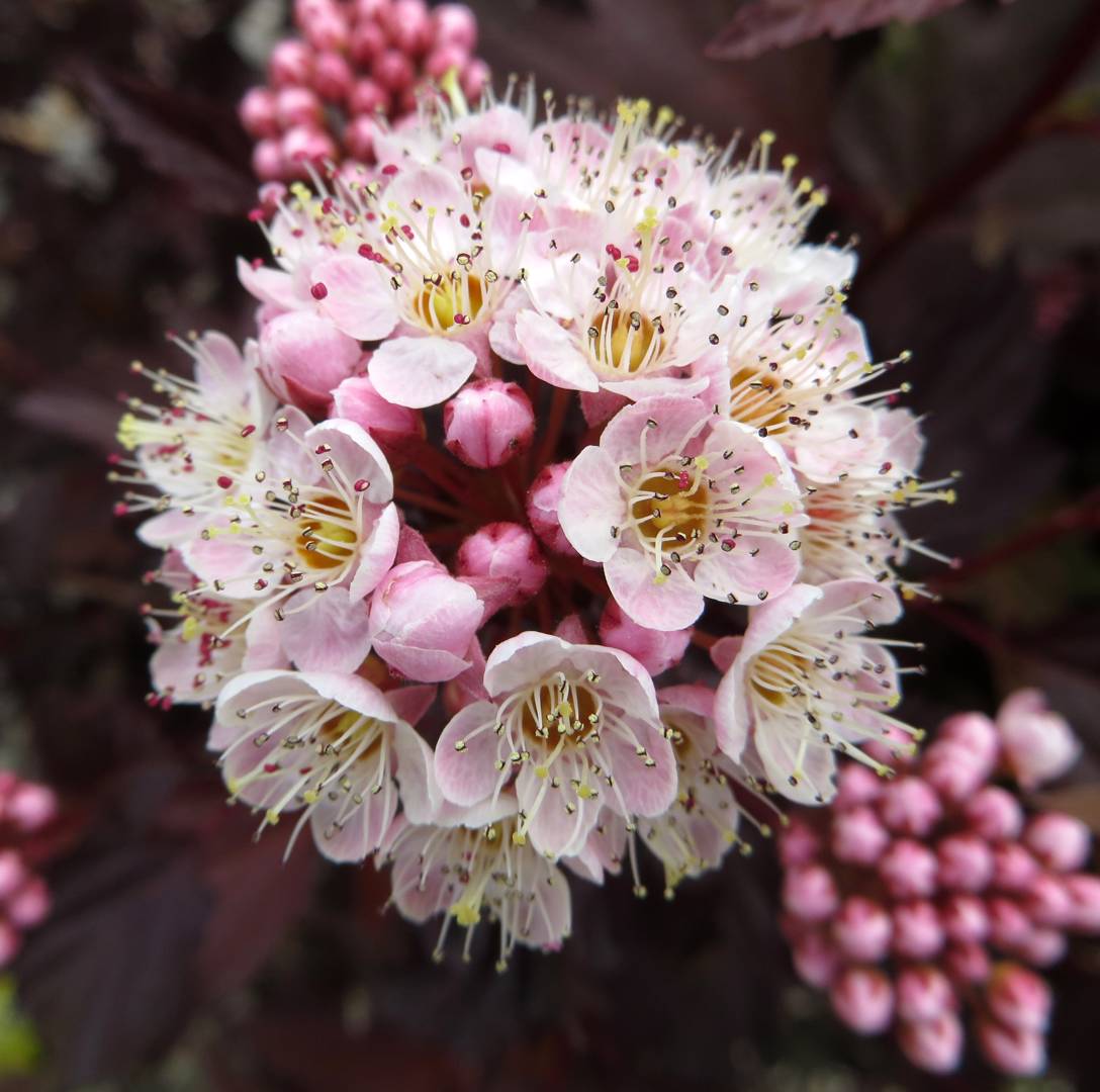 Smällspirea Lady in Red