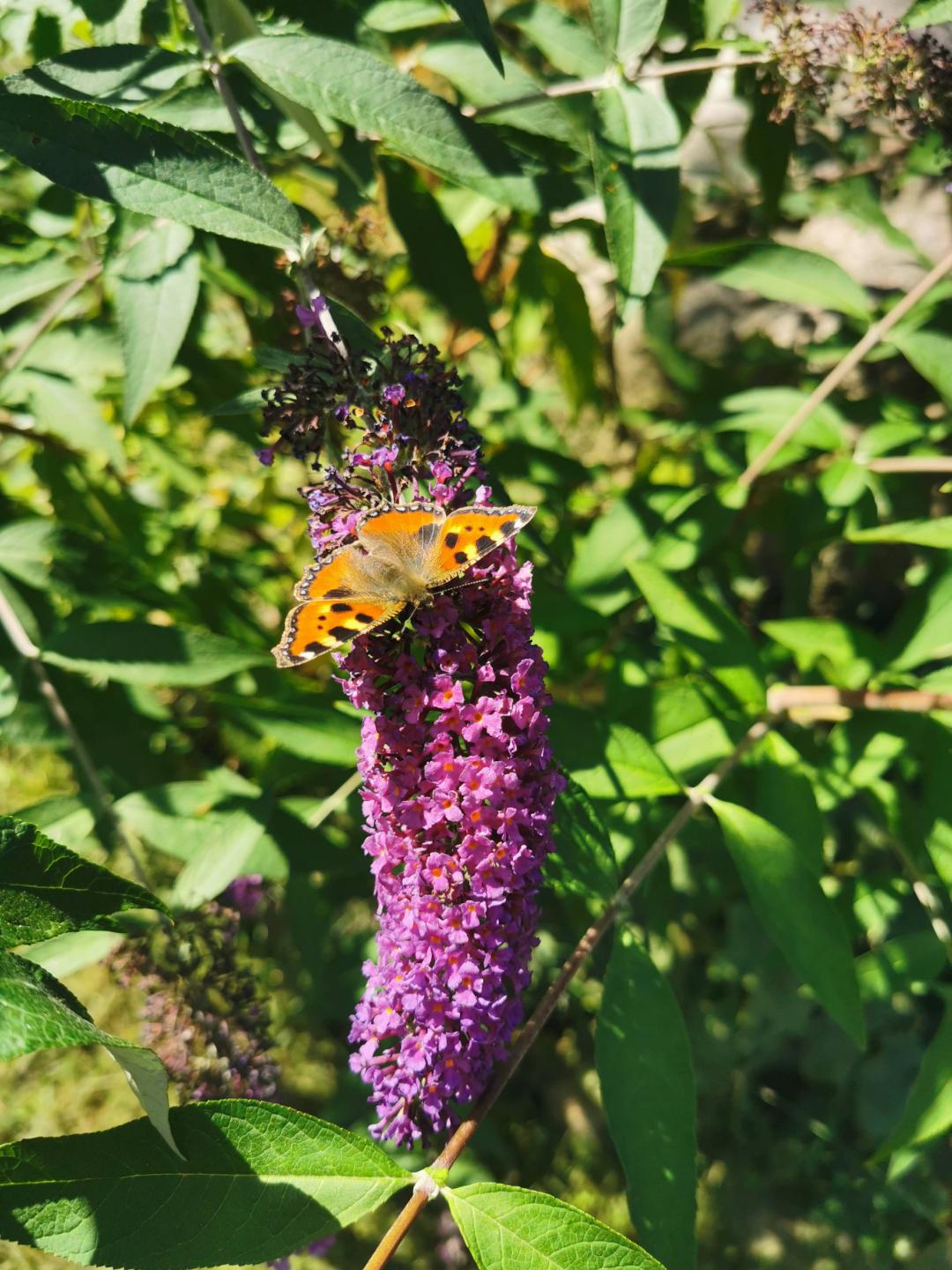 Syrenbuddleja Ile de France
