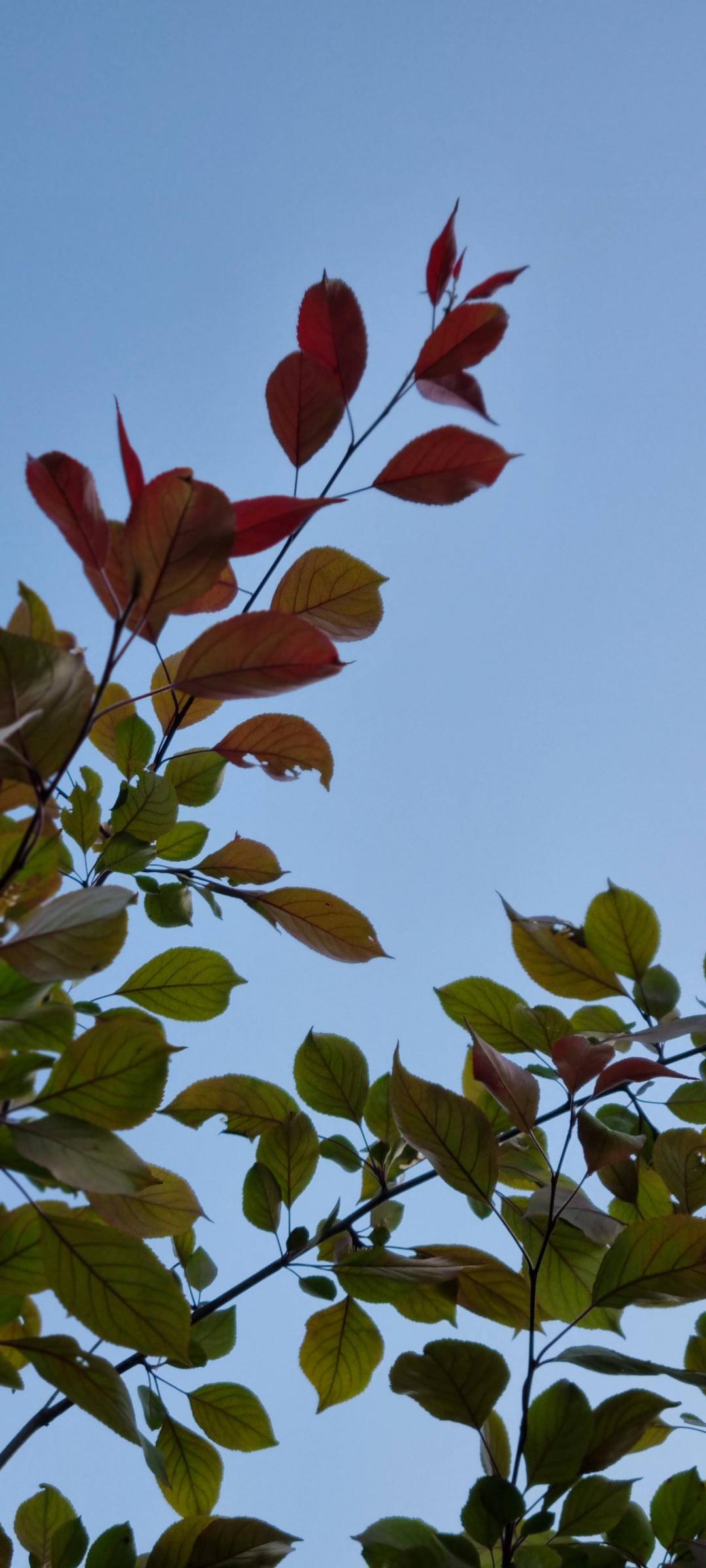 In my arctic garden
