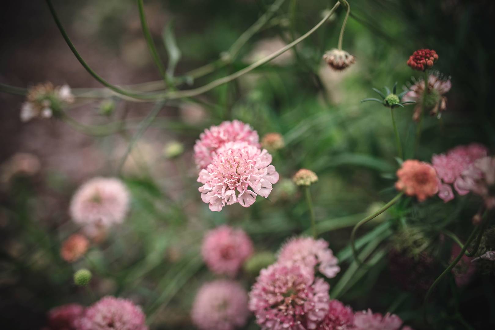 Praktvädd Salmon Queen