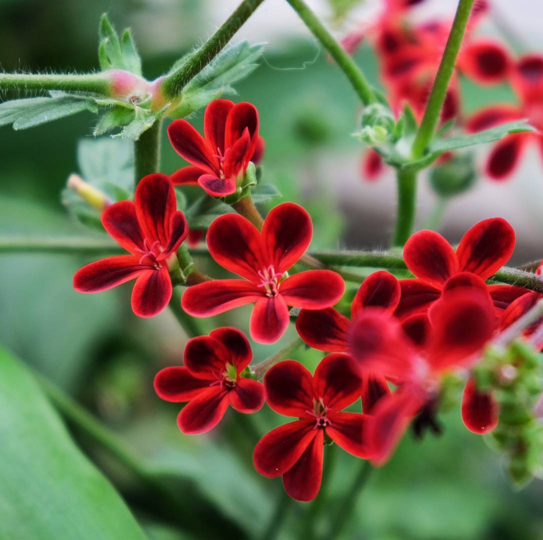 Pelargon Ardens