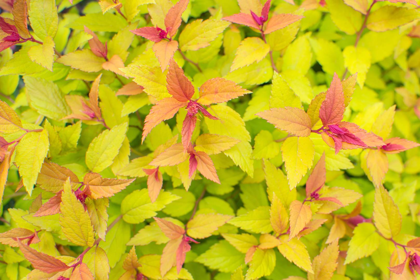 Praktspirea Firelight