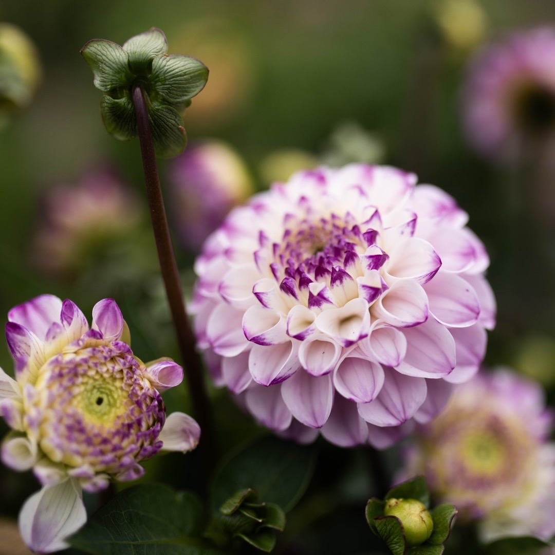 Dahlia Genova