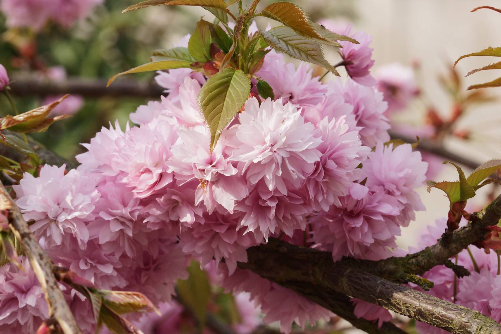 Japanskt Hängkörsbär Kiku-shidare-zakura