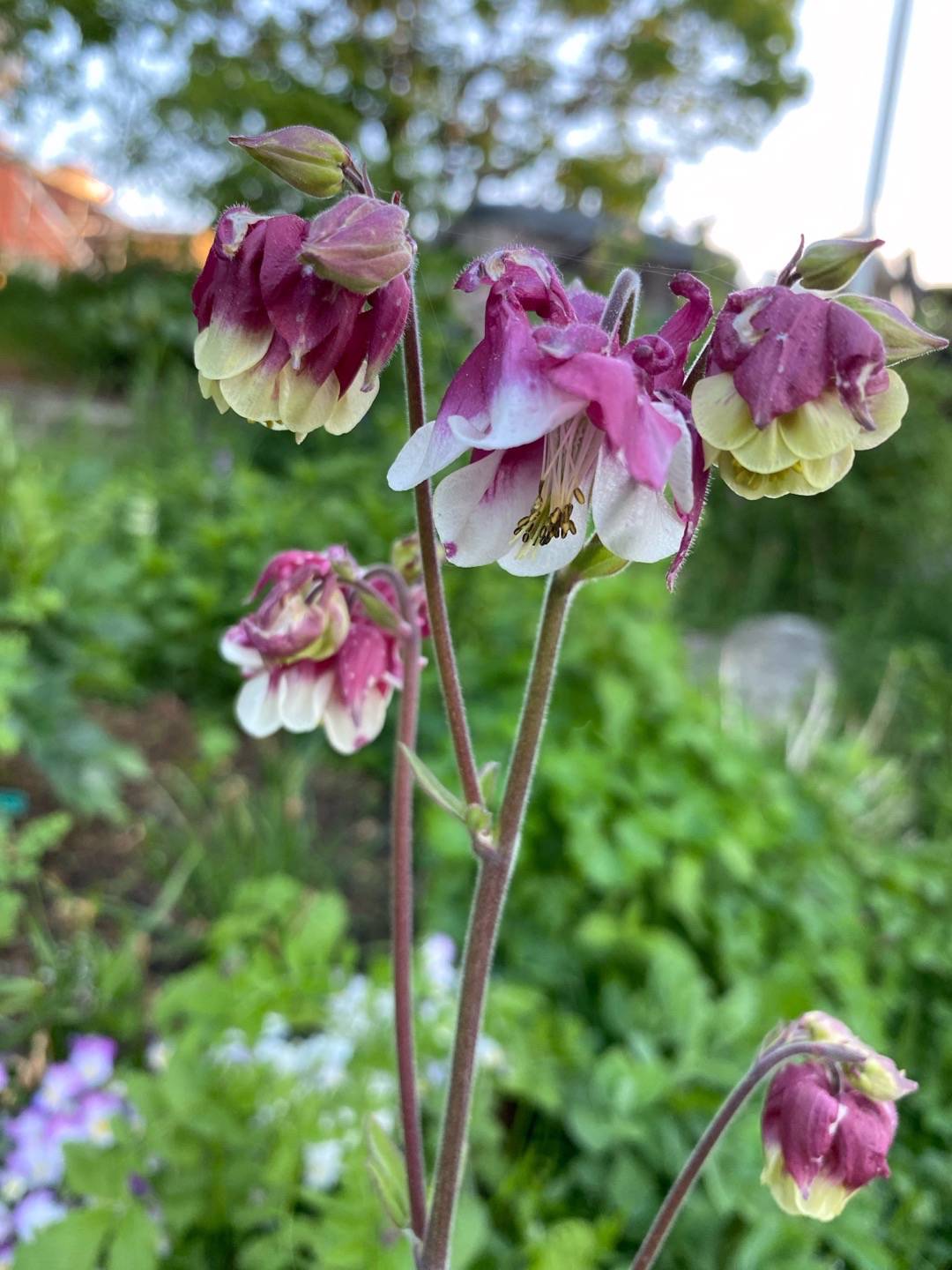 Petra på Blomstervägen