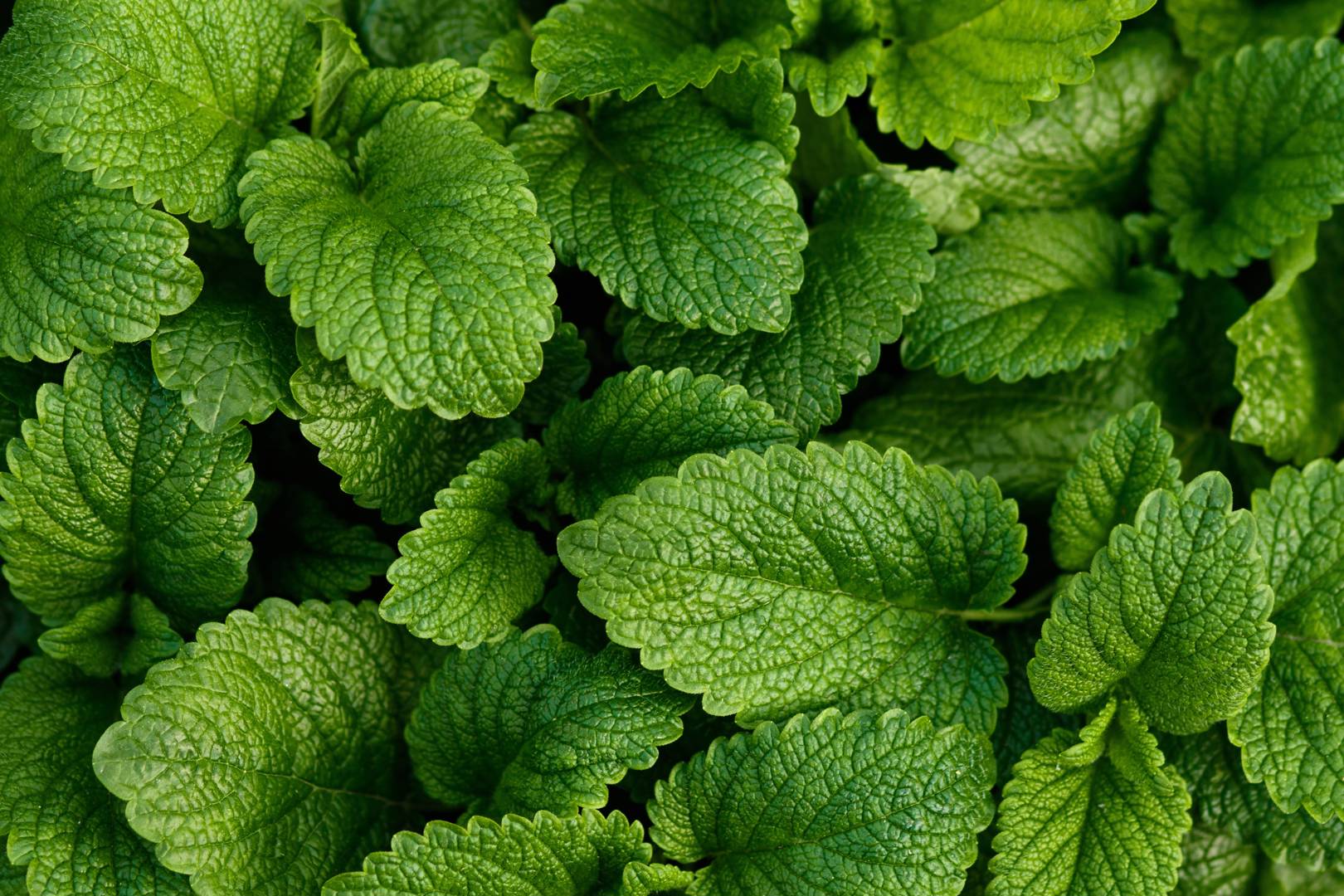 Citronmeliss 